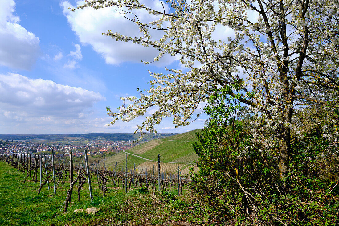 Vineyards and landscape at the wine-growing town of Randersacker am Main near Würzburg, Würzburg district, Unterfanken, Bavaria, Germany