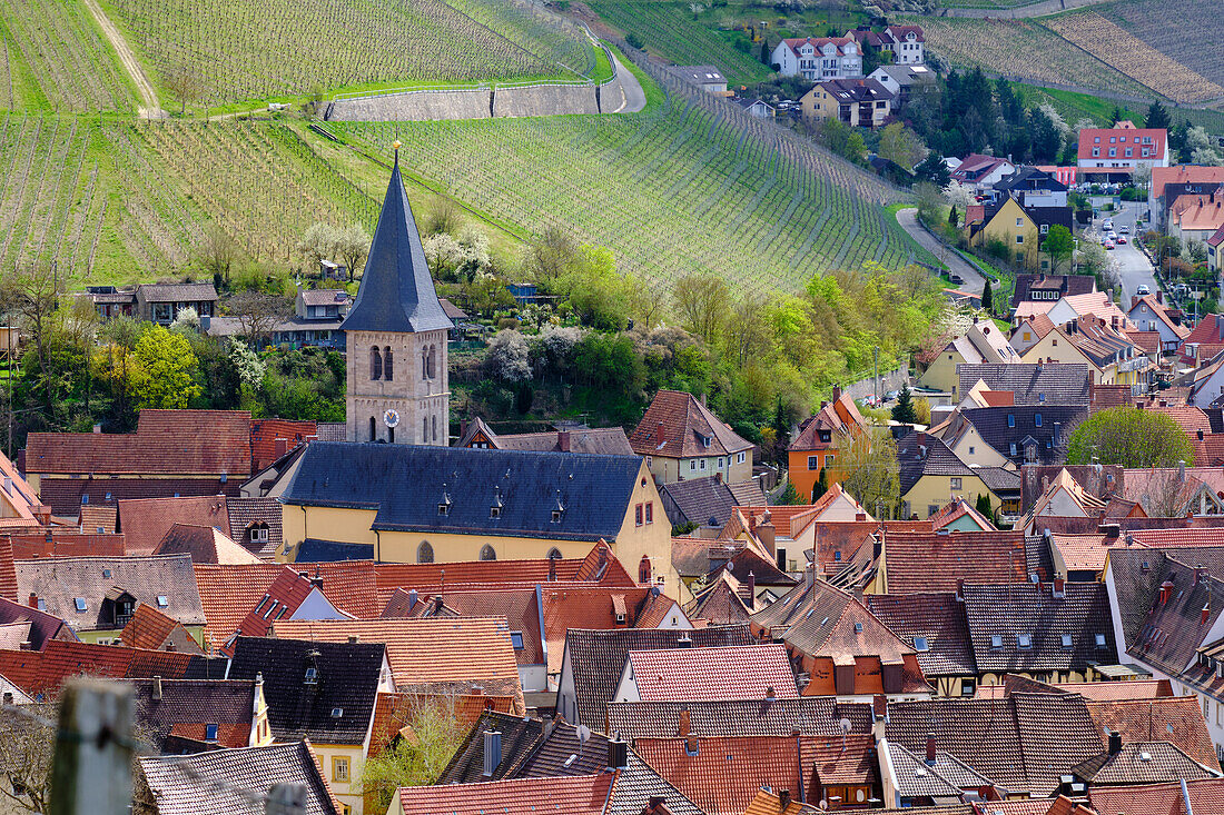 View from the vineyards to the wine-growing town of Randersacker am Main near Würzburg, Würzburg district, Unterfanken, Bavaria, Germany