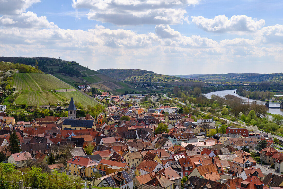 View from the vineyards to the wine-growing town of Randersacker am Main near Würzburg, Würzburg district, Unterfanken, Bavaria, Germany