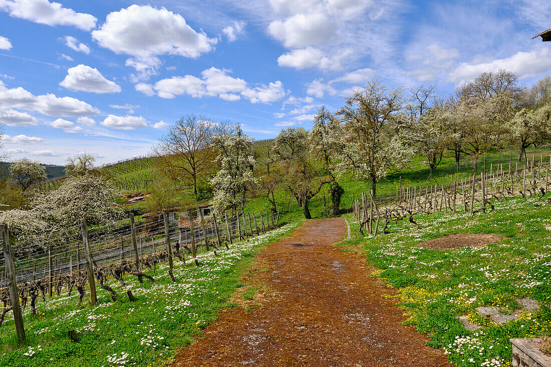 Blooming meadow orchard in spring