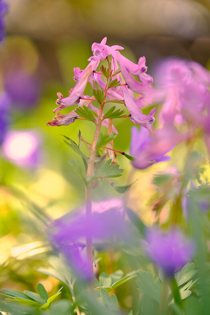 Hollow Larkspur, Corydalis cava, Hohlknolliger Larkspur