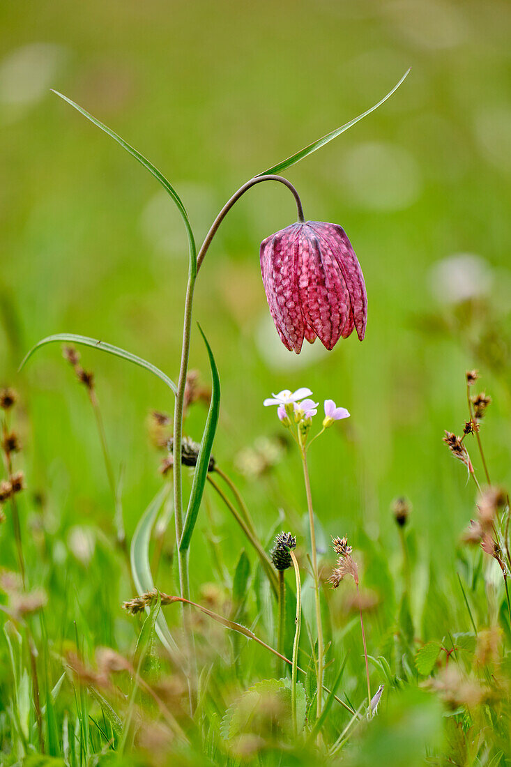 Chess flower, also chess board flower or lapwing egg, Fritillaria meleagris