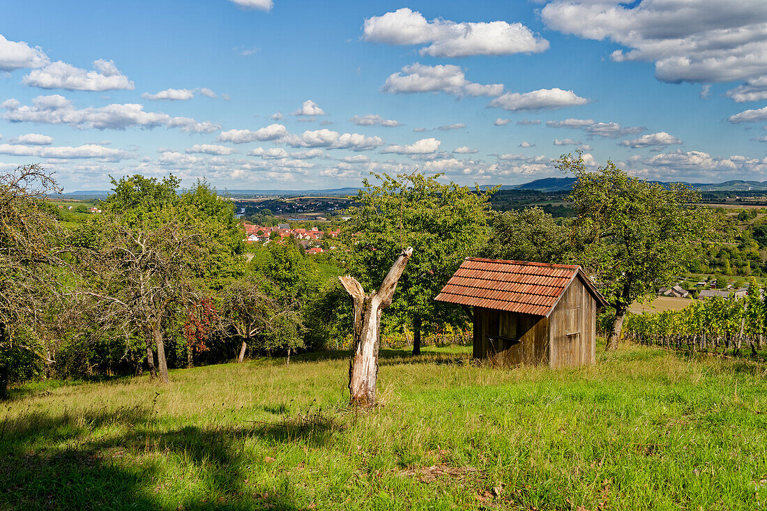 Weinlage Maustal near the wine village of Sulzfeld am Main, district of Kitzingen, Lower Franconia, Franconia, Bavaria, Germany