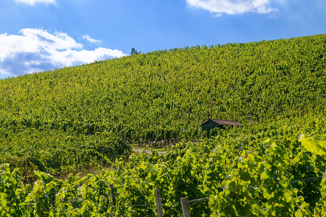 Weinlage Maustal beim Weinort Sulzfeld am Main, Landkreis Kitzingen, Unterfranken, Franken, Bayern, Deutschland\n