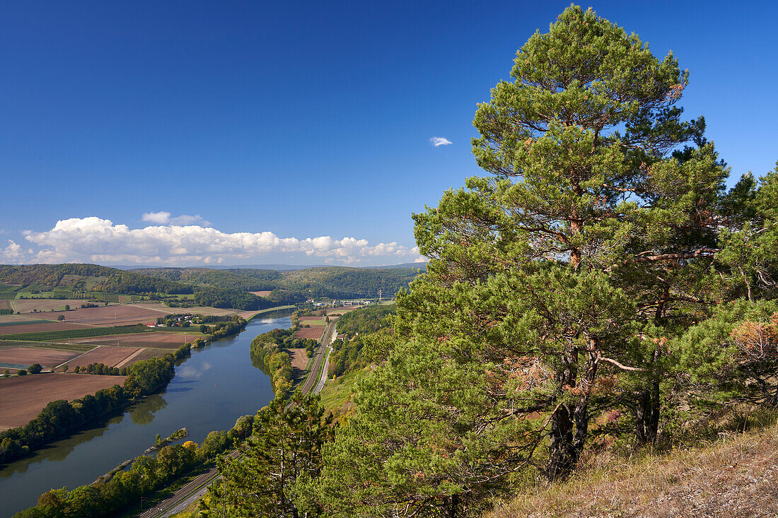 Naturschutzgebiet Grainberg-Kalbenstein am Main bei Karlstadt, Landkreis Main-Spessart, Unterfranken, Bayern, Deutschland                               