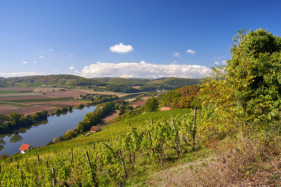 Vineyard terraces between Gambach and Karlstadt in the Grainberg-Kalbenstein nature reserve, Main-Spessart district, Lower Franconia, Bavaria, Germany