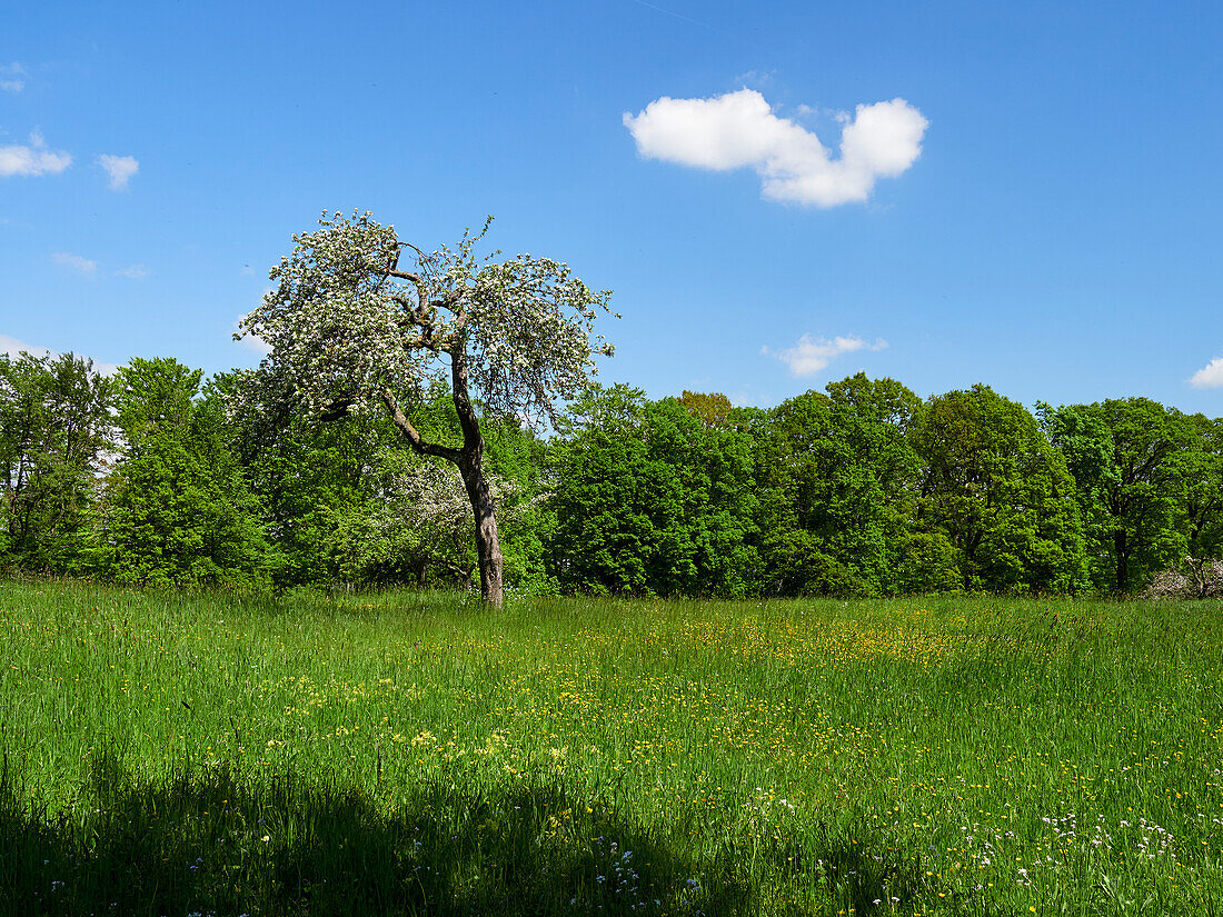 Landschaft am Ebelsberg oberhalb der Gemeinde Ebelsbach, Naturpark Haßberge, Landkreis Haßberge, Unterfranken, Franken, Bayern, Deutschland        