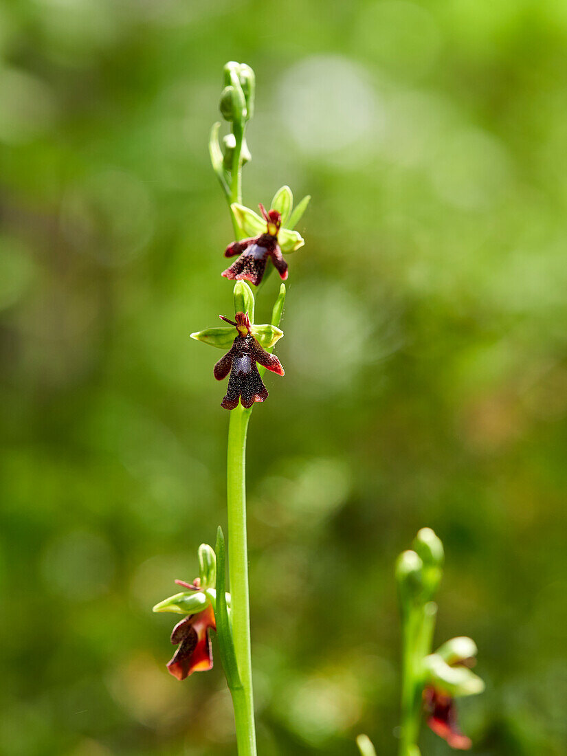 Fliegen-Ragwurz, Ophrys insectifera