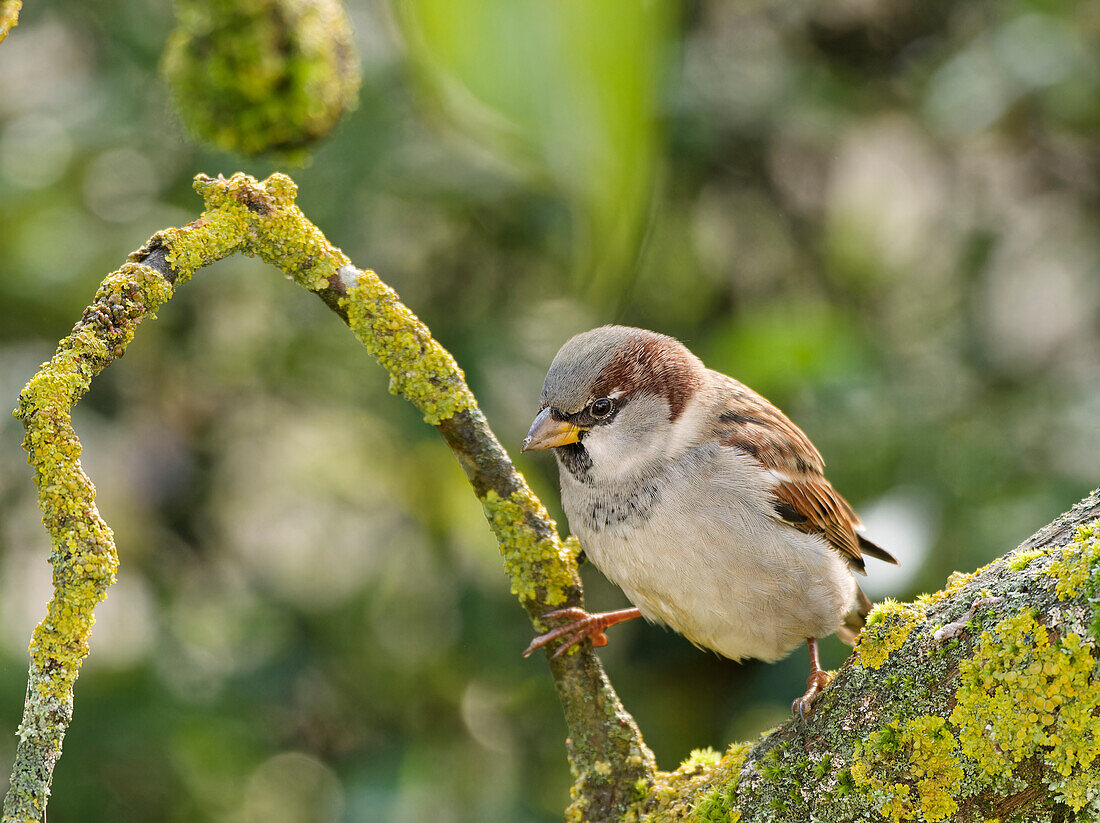 House Sparrow, Passer domesticus