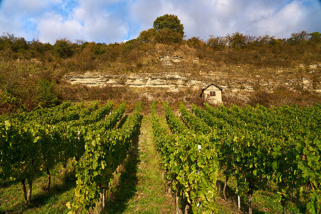 Main bluff below the vineyards of Stetten and the Main valley between Himmelstadt am Main and Karlstadt am Main, Main-Spessart district, Lower Franconia, Bavaria, Germany