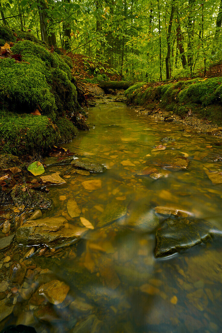 Der Erlesbach im Waldschutzgebiet Wotansborn im Naturpark Steigerwald, Rauhenebrach, Landkreis Haßberge, Unterfranken, Franken, Deutschland