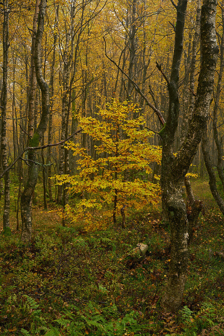 Fog in the Rotes Moor nature reserve in autumn, Rhön biosphere reserve, Fulda district, Hesse, Germany