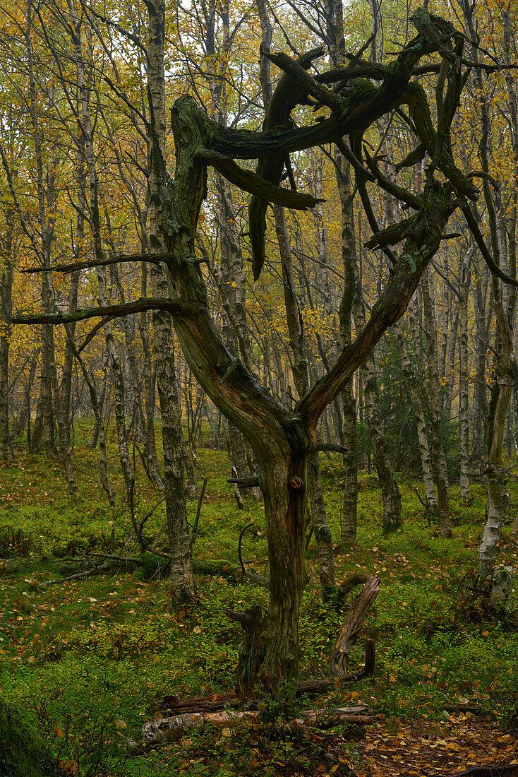 Fog in the Rotes Moor nature reserve in autumn, Rhön biosphere reserve, Fulda district, Hesse, Germany