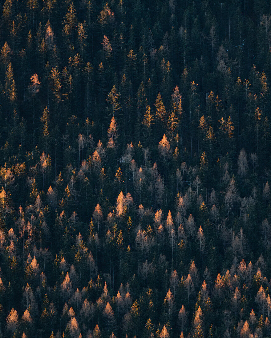 Glowing fir trees in the Dolomites, Toblach, South Tyrol