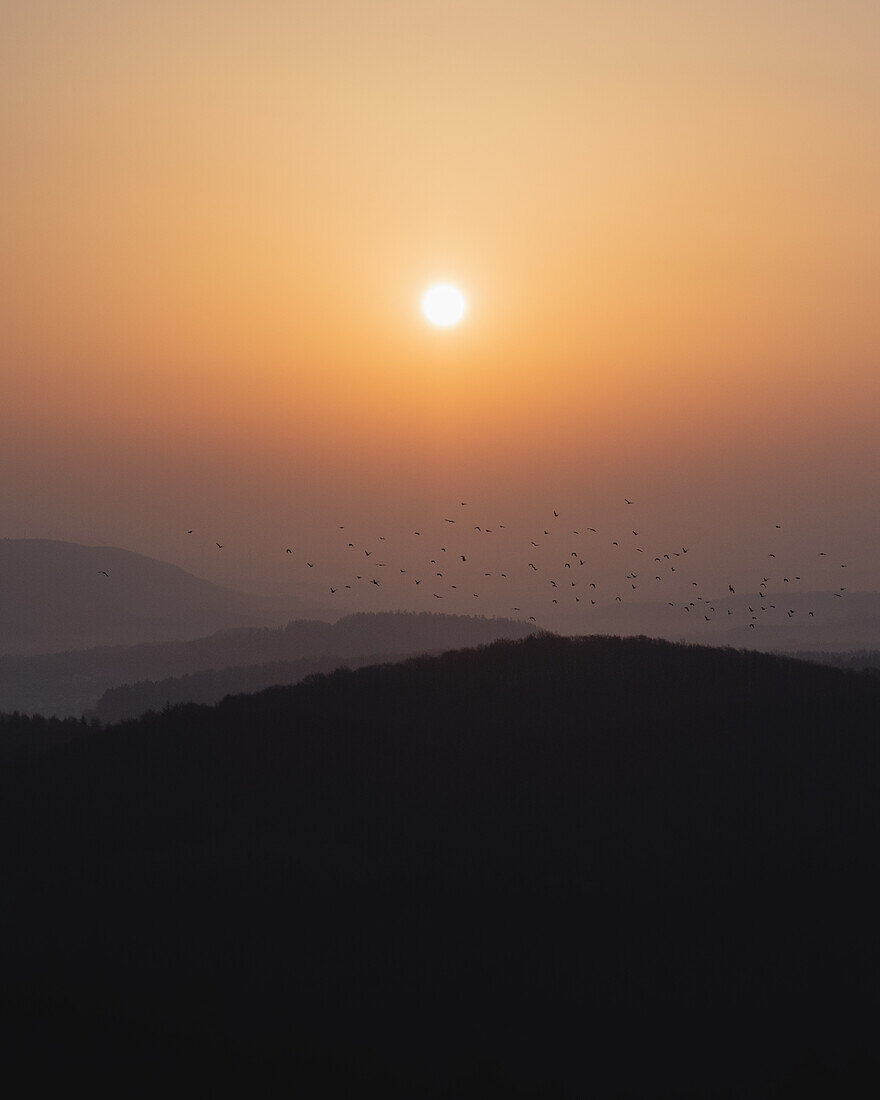 Vögel bei Sonnenaufgang, Eisenach, Thüringen, Deutschland