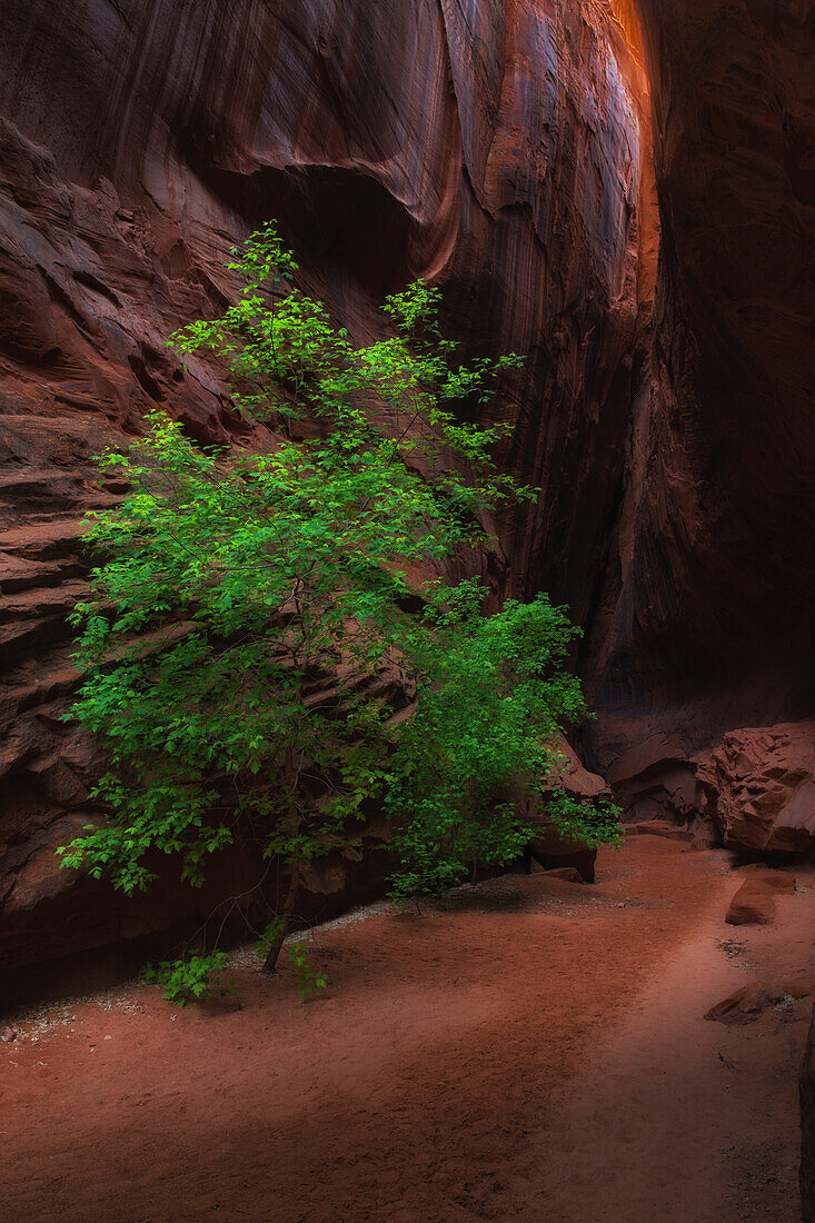 Small green tree stands in narrow canyon with red rock walls.