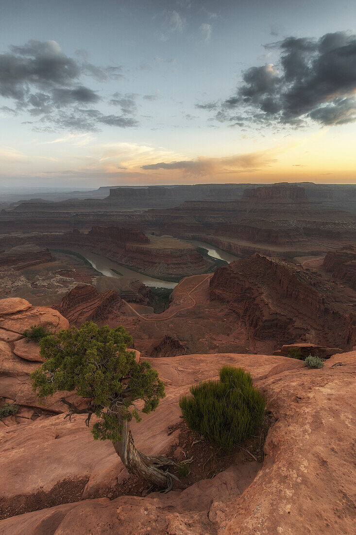 Sonnenuntergang Ausblick in Canyon am Dead Horse Point State Park. Alter verwachsener Baum im Vordergrund, Utah, USA