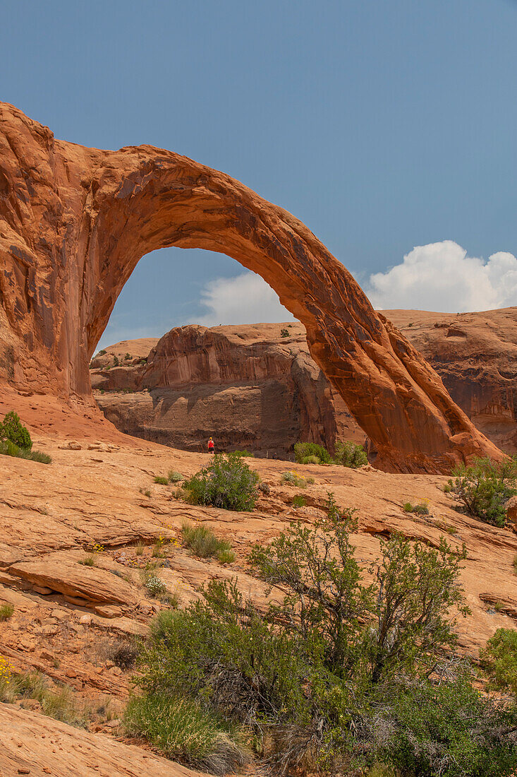 A very small person stands under a large rock arch in front of a blue sky. Corona Arch.