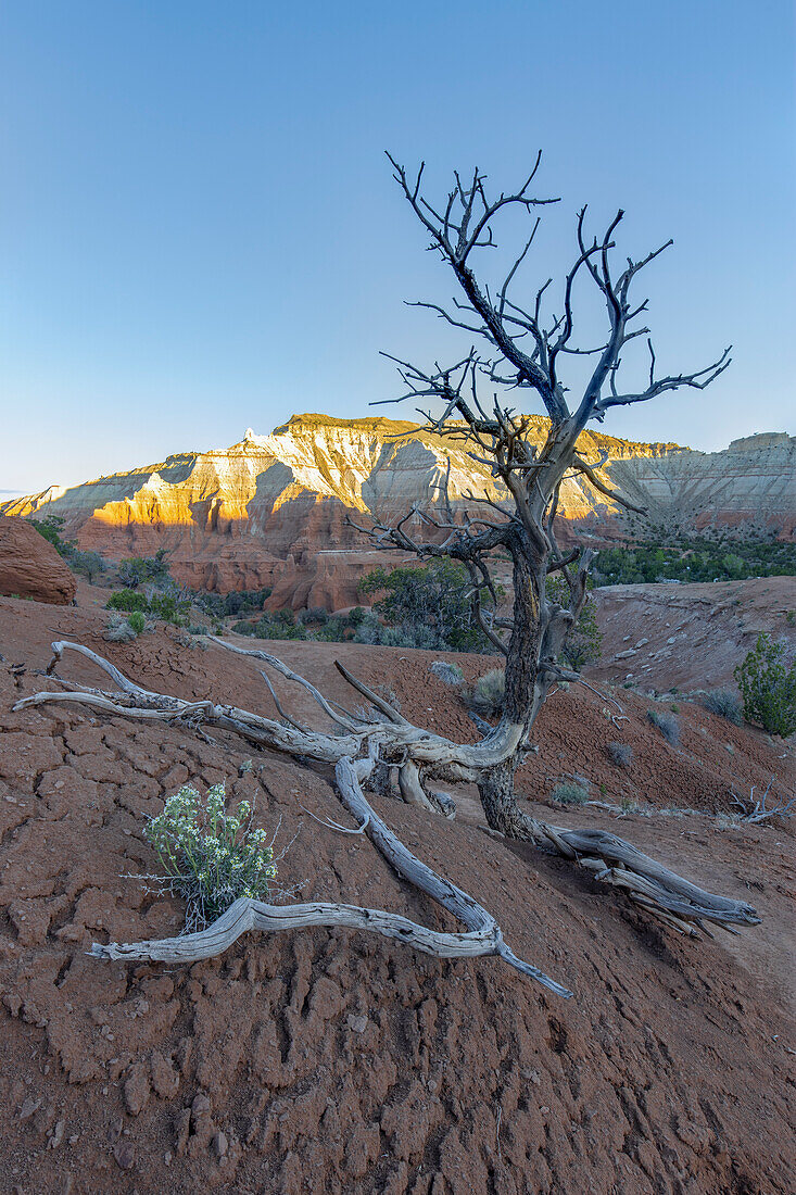 Dead small tree with exposed roots stands on red earth in front of mountains. Small plant in front of it.
