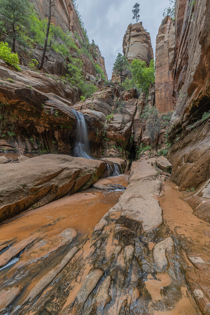 Kleiner Wasserfall und Felsnadel mit Baum im engen Water Canyon, Canaan Mountain Wilderness, Uath, USA