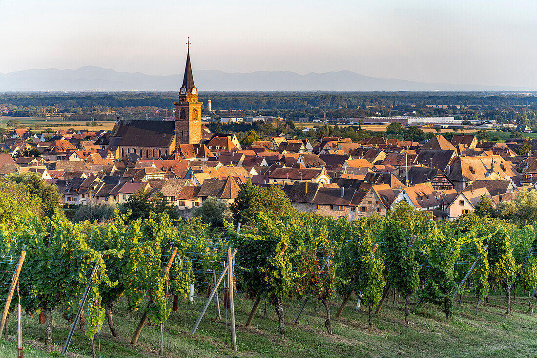 Vineyard in front of the city view of Bergheim, Alsace, France