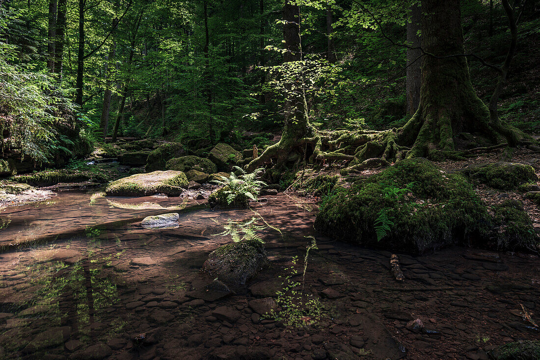 Mächtige Baumwurzeln am Bach, Monbachtal, Bad Liebenzell, Schwarzwald, Baden-Württemberg, Deutschland