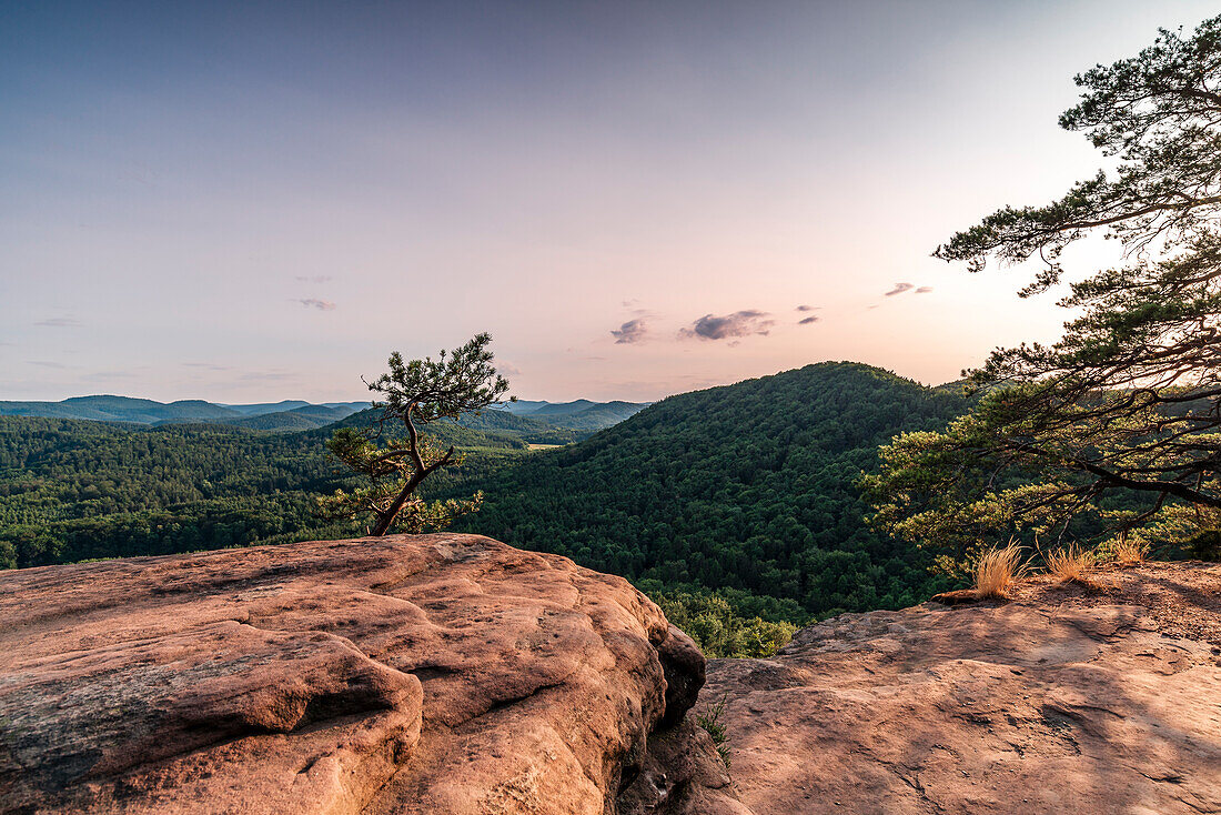 A small pine tree on the Rötzenfels, Gossersweiler-Stein, Palatinate Forest, Rhineland-Palatinate, Germany