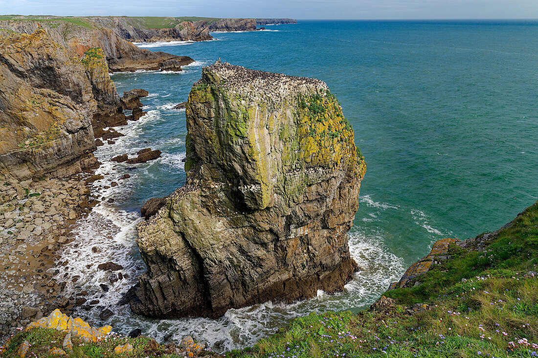 Großbritannien, Wales, Pembrokeshire, Felsen 'Elegug Stacks' mit Vogelkolonie von Trottellummen