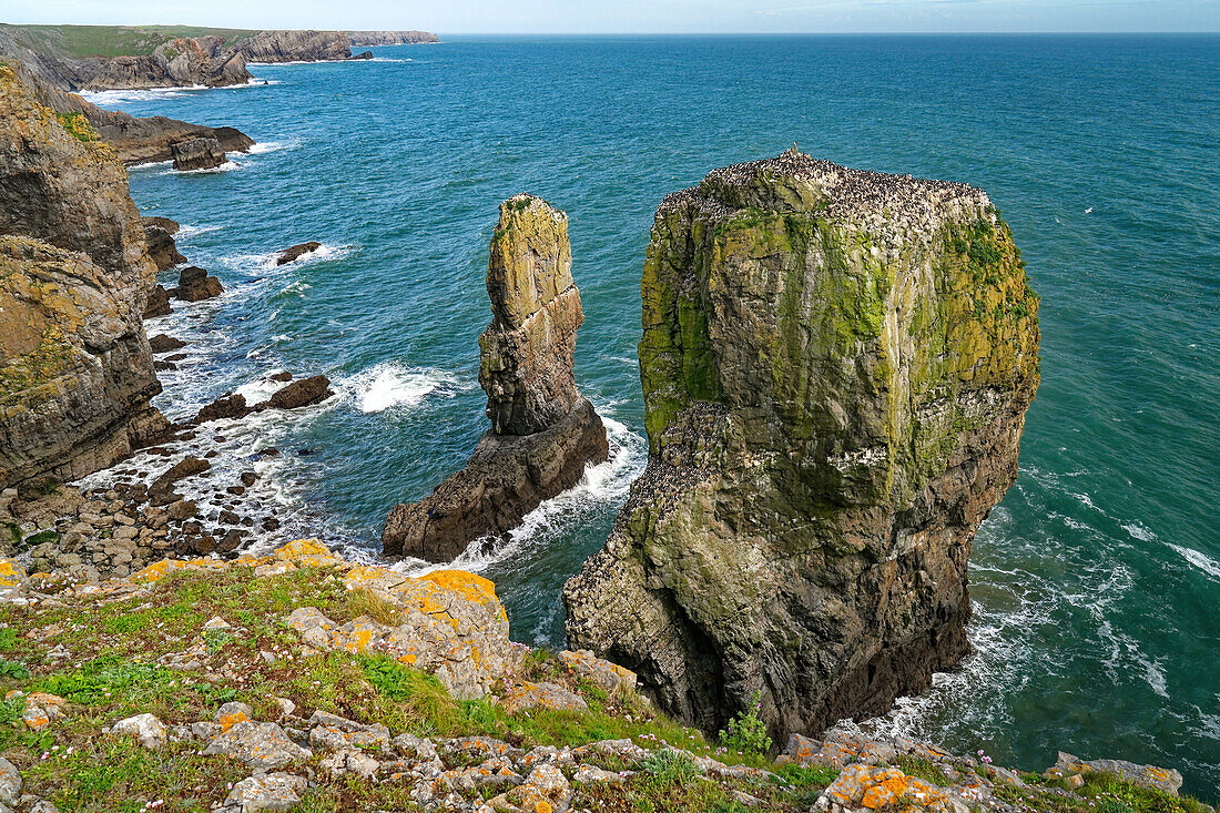 UK, Wales, Pembroke, Elegug stacks