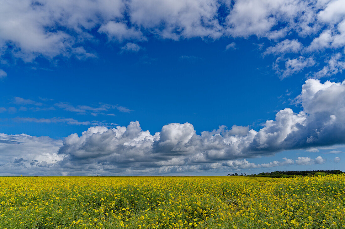 Großbritannien, Wales, Pembrokeshire, Rapsfeld mit Wolkenhimmel