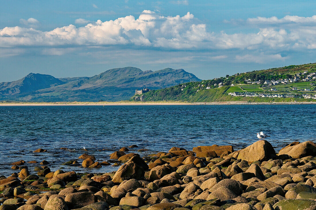Great Britain, West Wales, Shell Island peninsula, Harlech castle in the background