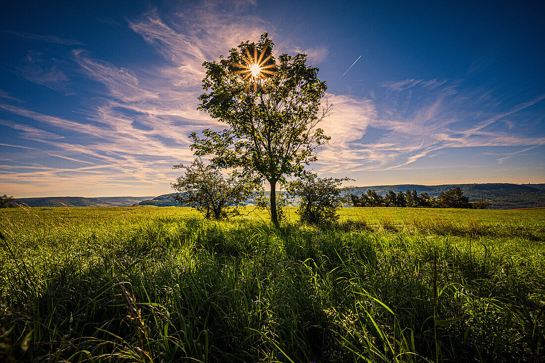 Einsamer Laubbaum auf einem Feld mit Sonnenstern, Jena, Thüringen, Deutschland