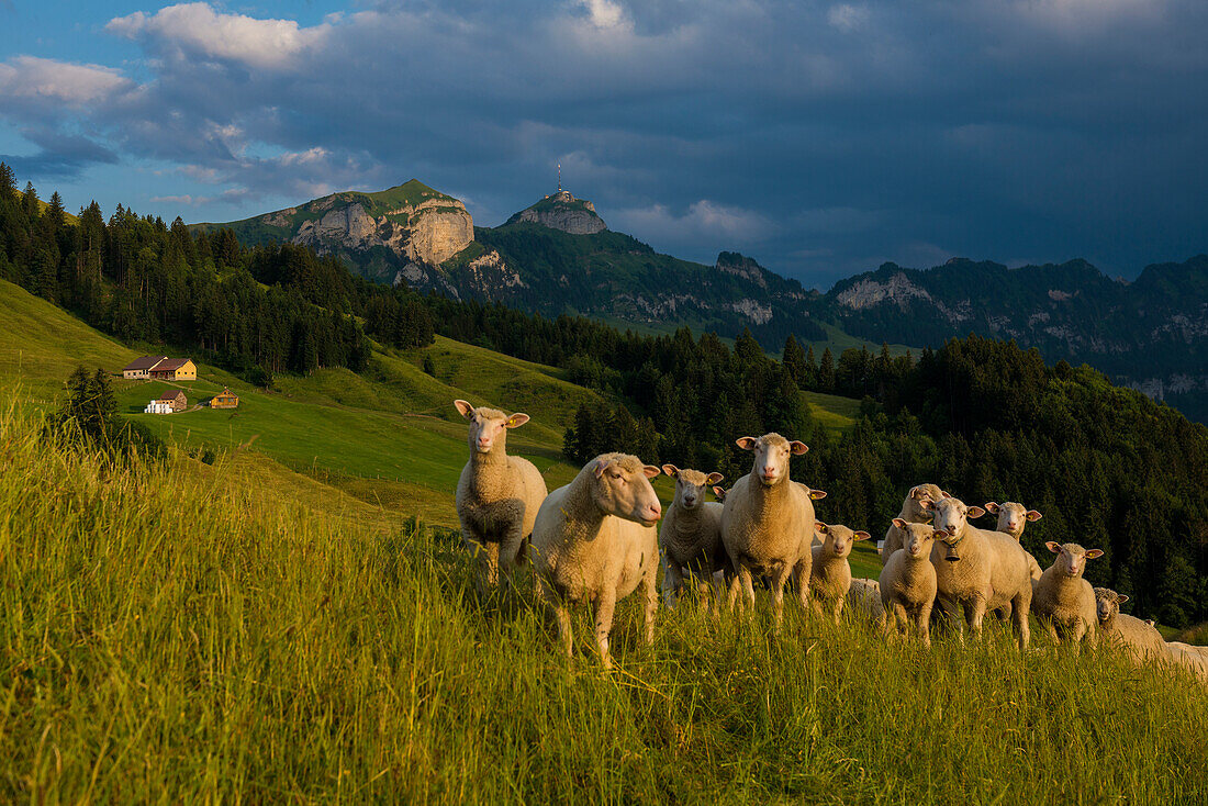 Schafe, Fähnerenspitz, Sonnenuntergang, Blick auf das Alpsteinmassiv mit dem Hohen Kasten, Kanton Appenzell-Innerrhoden, Schweiz
