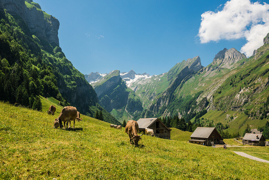 Steile Berge, Kühe vor Almhütten, Seealpsee, Wasserauen, Alpstein, Appenzeller Alpen, Kanton Appenzell Innerrhoden, Schweiz