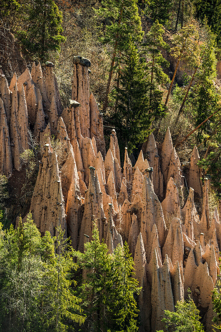 Earth pyramids, spring, Lengmoos, Mittelberg am Ritten, near Bozen, Dolomites, South Tyrol, Italy