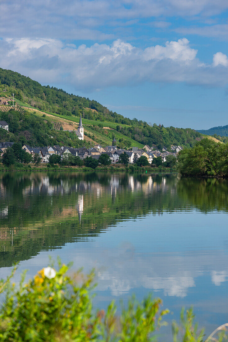 the wine village of Briedel on the Moselle, Cochem-Zell district, Rhineland-Palatinate, Germany, Europe