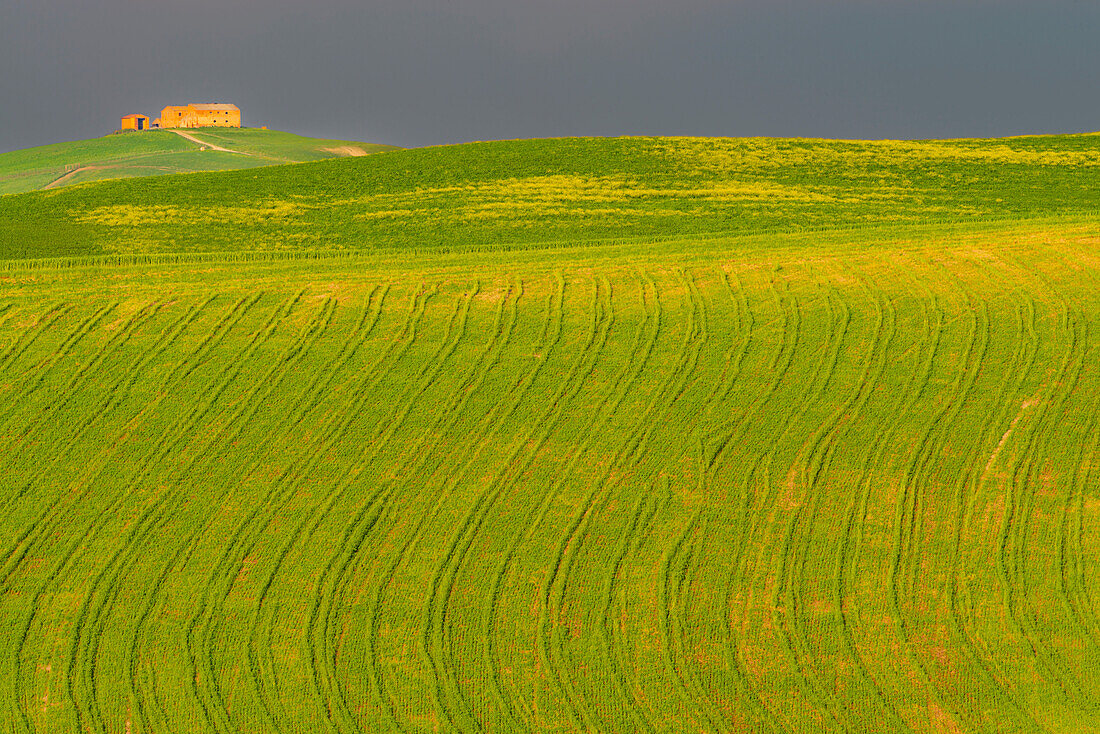 Spuren auf einer Anbaufläche, Crete Senesi, Provinz Siena, Toskana, Italien, Europa