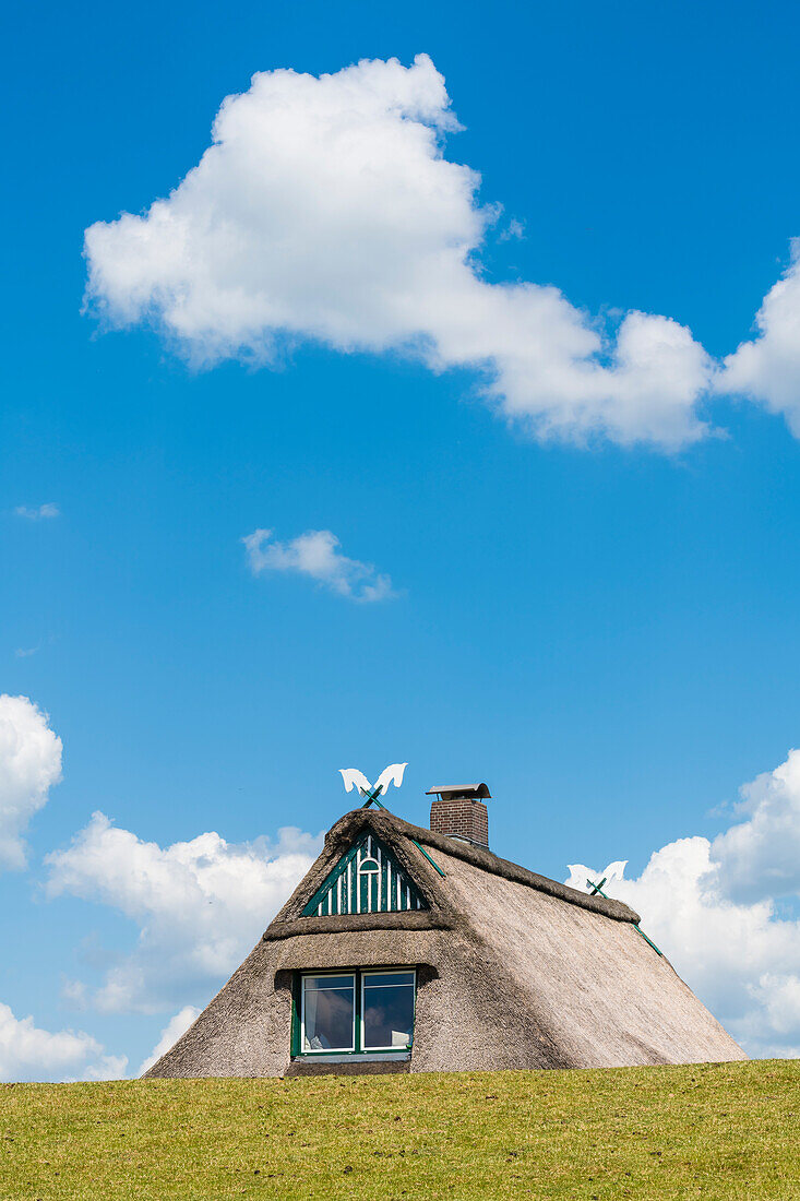 Thatched roof house behind the dike, Kollmar, Schleswig-Holstein, Germany