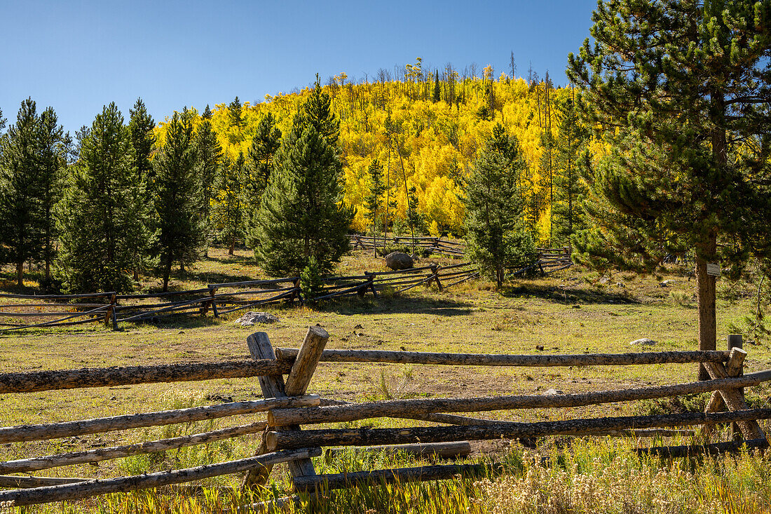 Goldene Espen außerhalb von Silverthorne, Colorado, USA