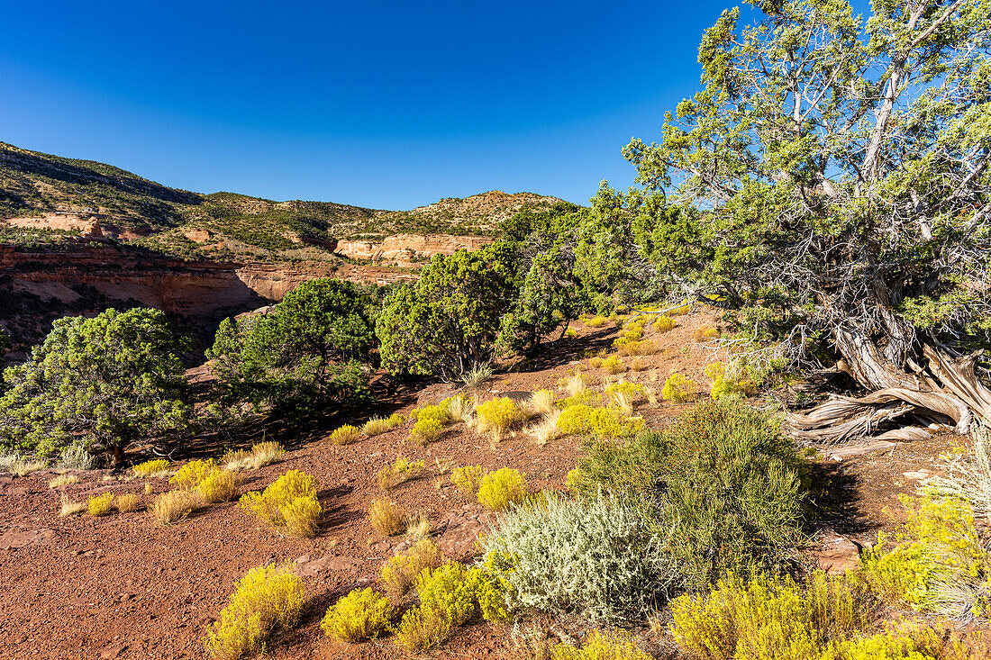 Monumnetas and Canyons as viewed off of Rim Rock Drive in Colorado National Monument