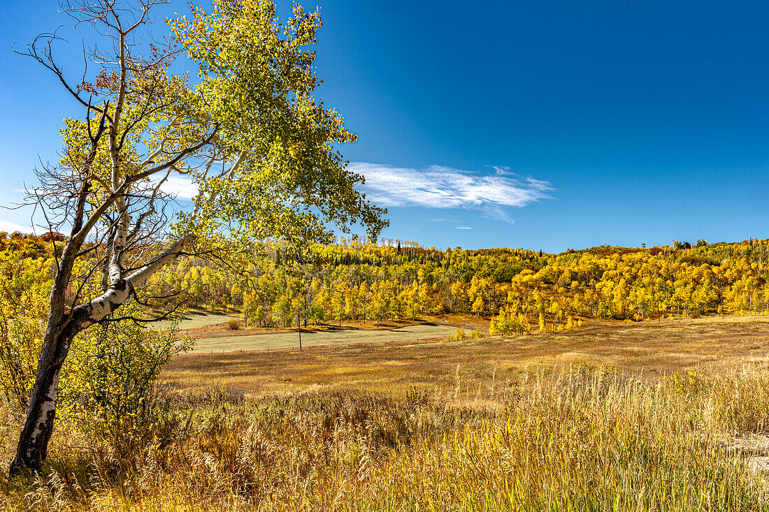 Fall foliage in Hinton Gulch in the Yampa River Valley in Routt County Colorado