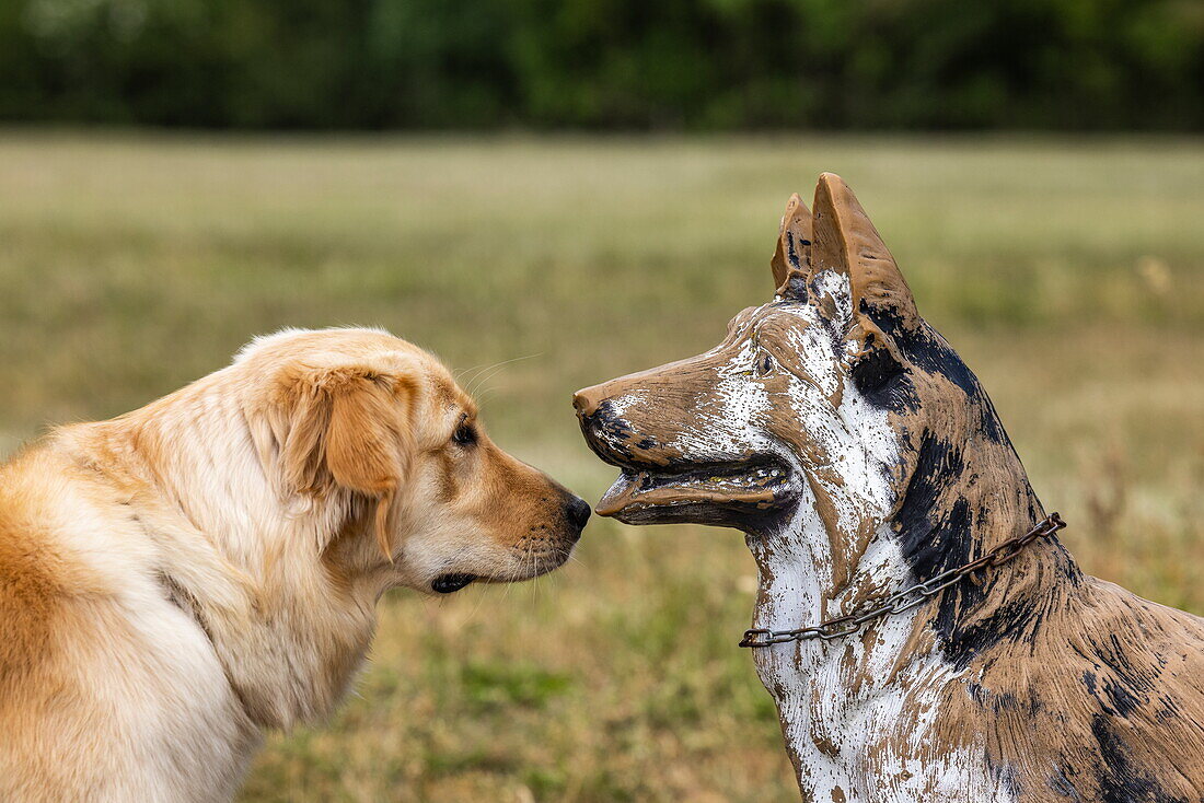 Golden Retriever Moorea meets a replica of a guard dog (German Shepherd) at Point Alpha on the former border between West Germany and East Germany, near Rasdorf, Rhön, Hesse, Germany