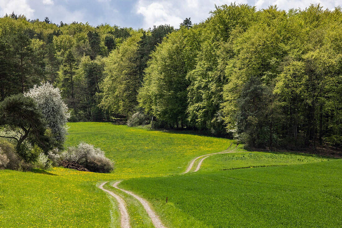 Path through lush spring fields in the Hessisches Kegelspiel region, near Hünfeld-Malges, Rhön, Hesse, Germany