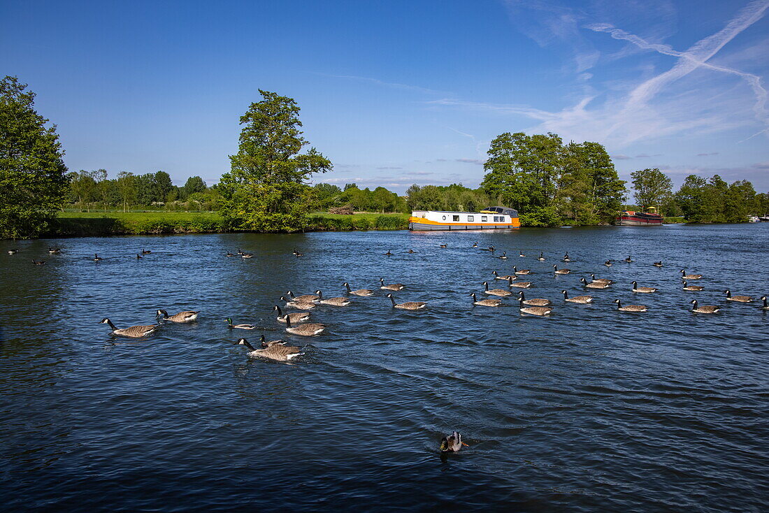 Gänse auf der Themse mit Hausbootkahn am Ufer, Hurley, in der Nähe von Maidenhead, Berkshire, England, Vereinigtes Königreich