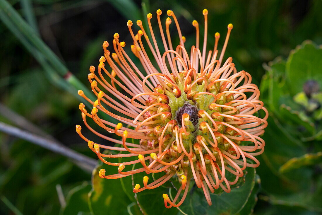 Pincushion Protea (Leucospermum patersonii), Grootbos Private Nature Reserve, Western Cape, South Africa