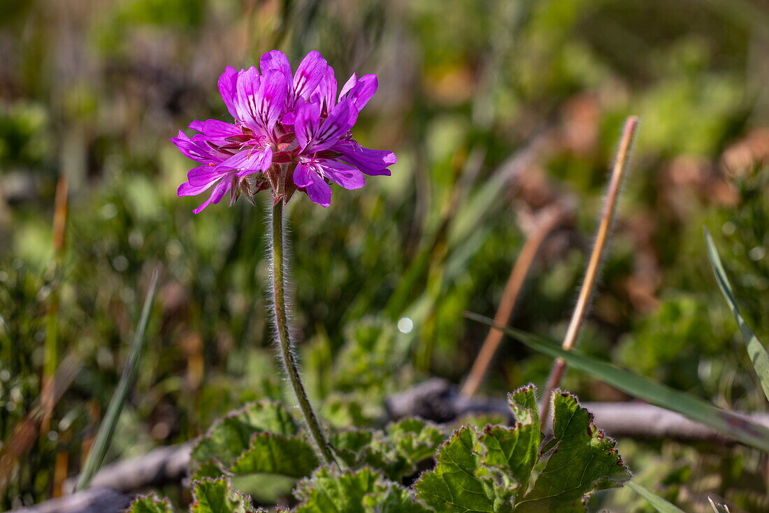 Wildrosengeranie (Pelargonium capitatum), Grootbos Private Nature Reserve, Westkap, Südafrika