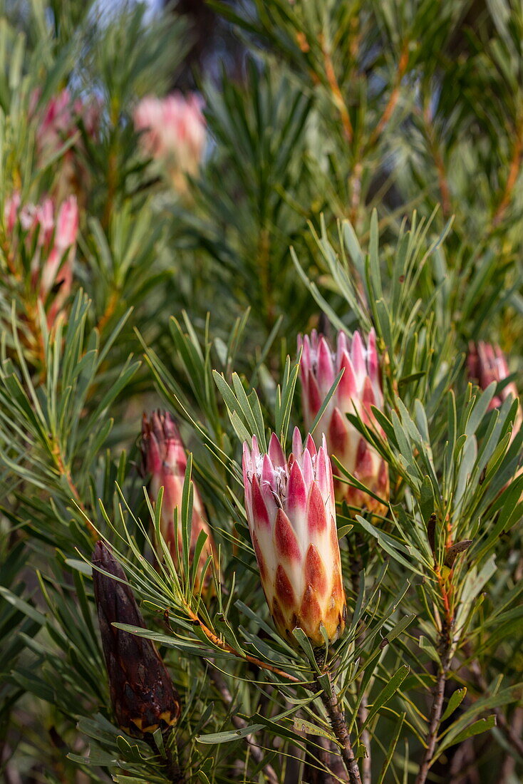 Protea-Hybride (Protea), Grootbos Private Nature Reserve, Westkap, Südafrika
