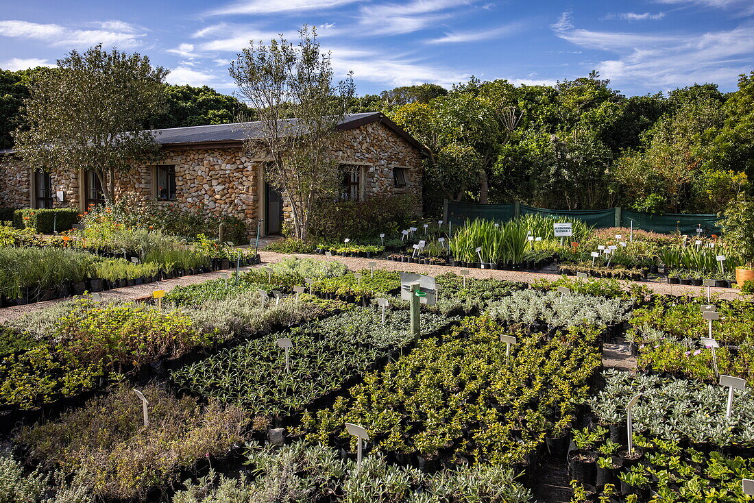 Gärtnerei der Grootbos Foundation, Grootbos Private Nature Reserve, Westkap, Südafrika