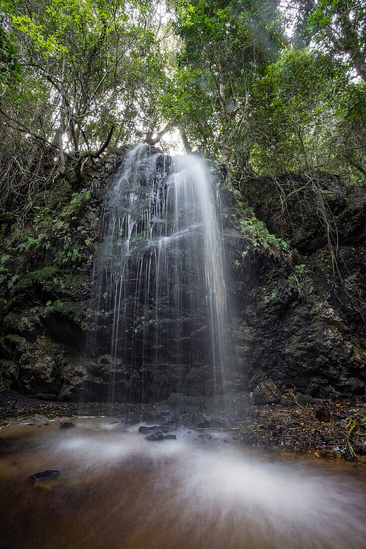 Wasserfall im unberührten Wald, Grootbos Private Nature Reserve, Westkap, Südafrika