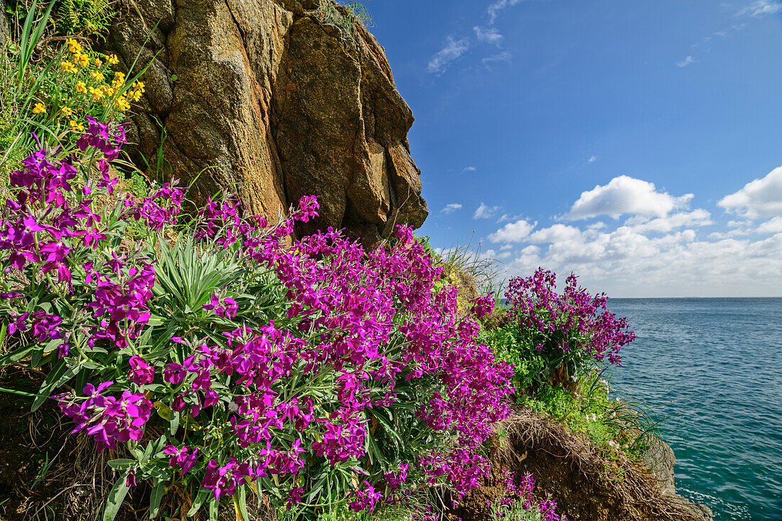 Violett blühende Polsterpflanzen an der Steilküste mit Blick aufs Meer, Cap Fréhel, Côte d'Émeraude, Smaragdküste, Bretagne, Frankreich
